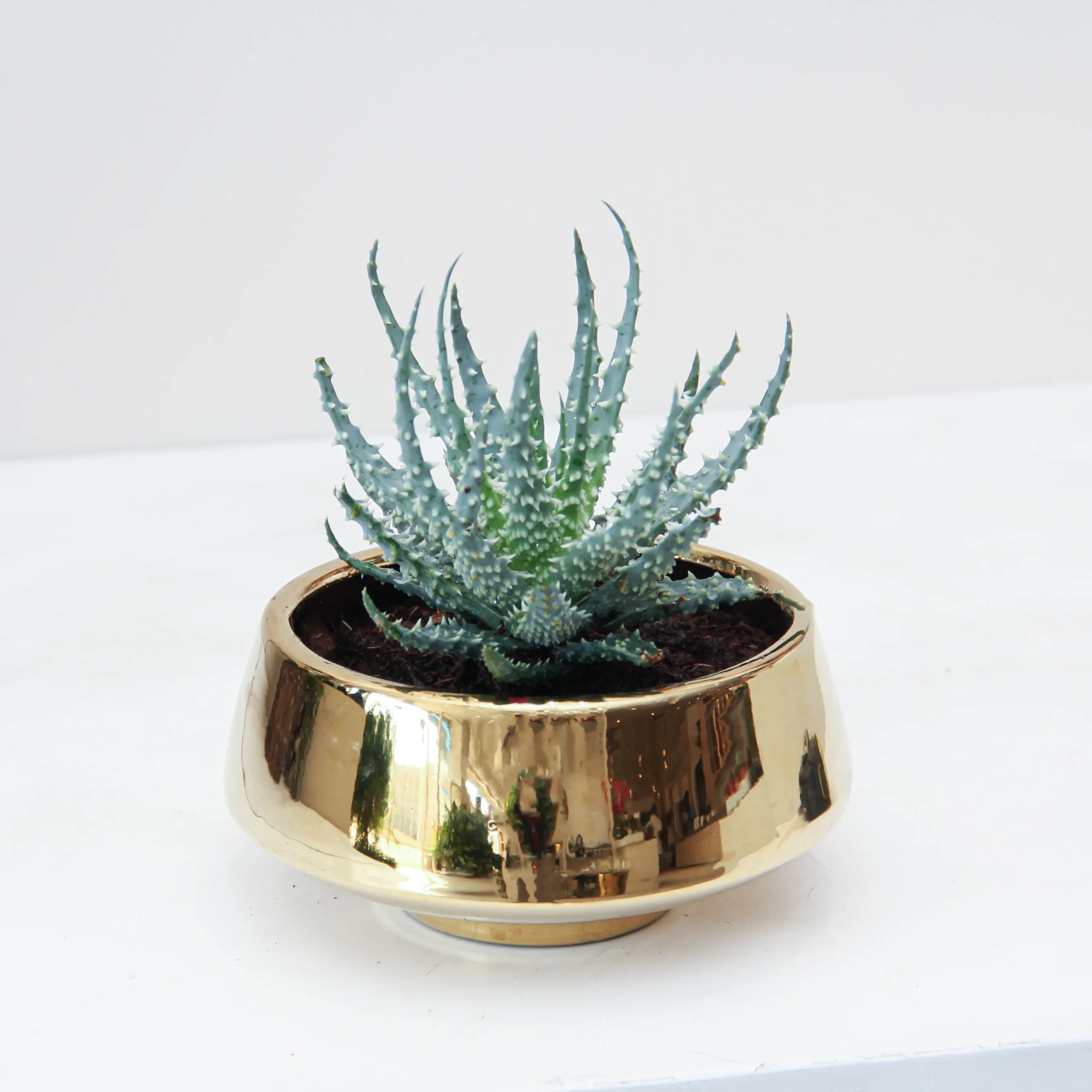 Aloe Safari Kerio Plant 02 - Image 1