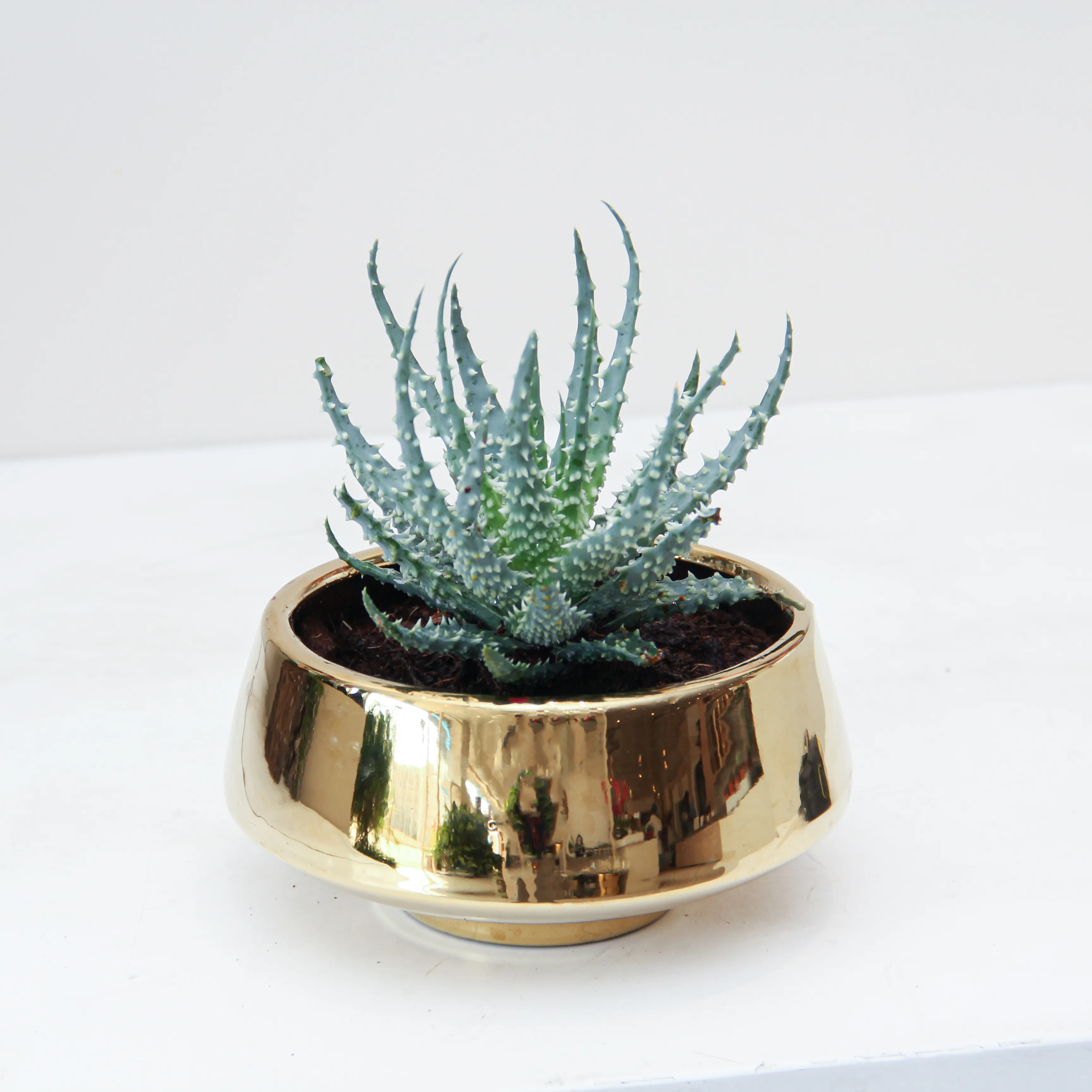 riviera-plants-indoor-online P40.1 Aloe Safari Kerio Plant 02