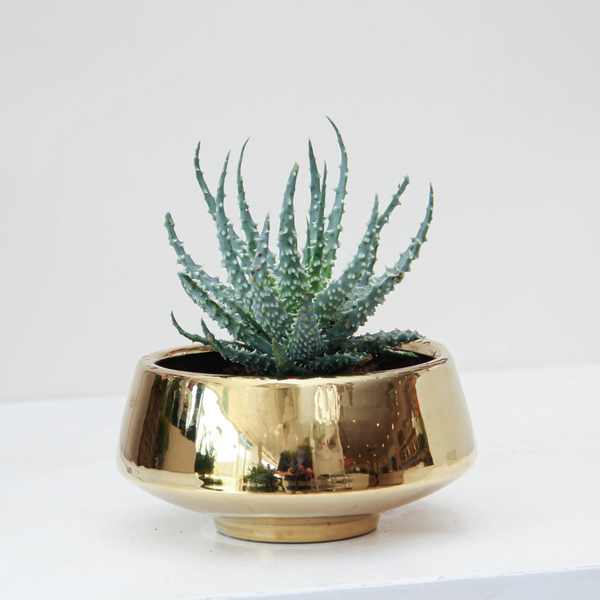 Aloe Safari Kerio Plant 02