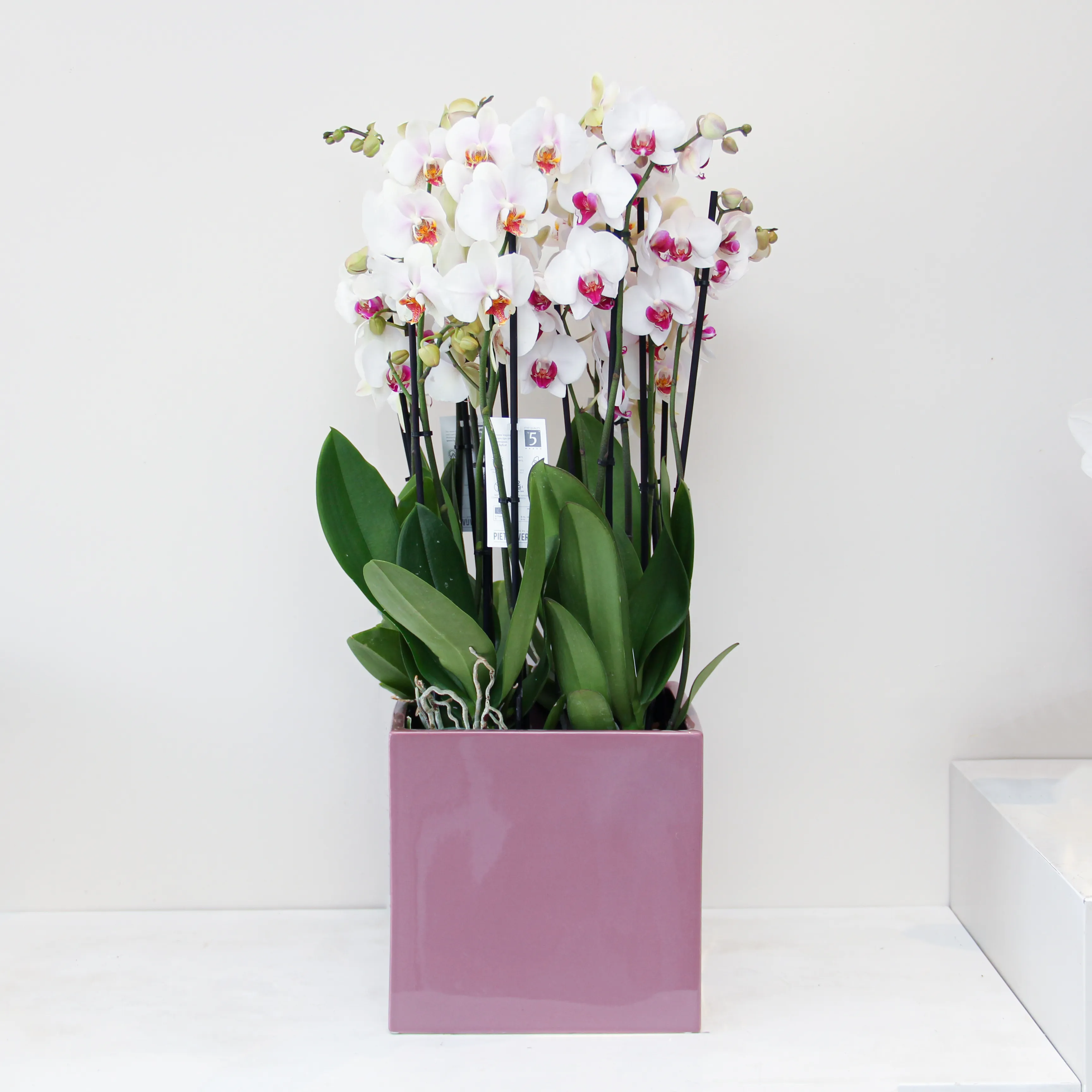 Phalaenopsis Plant 07