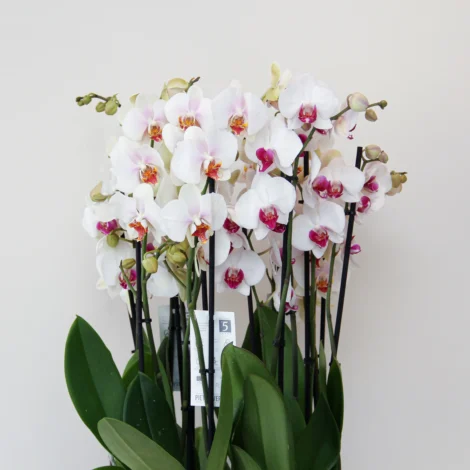 Phalaenopsis Plant 07 - Image 2