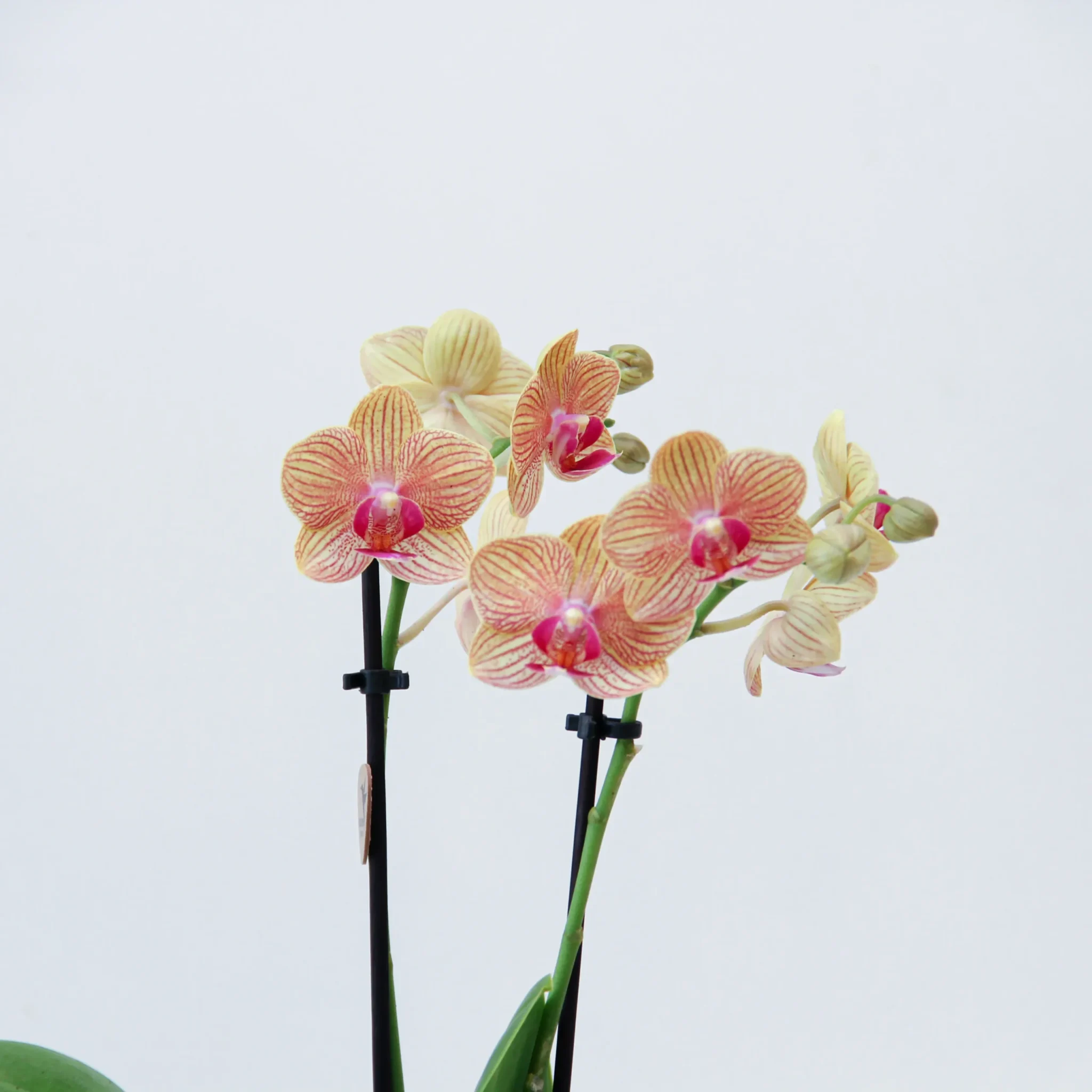 Phalaenop Plant Gift 02