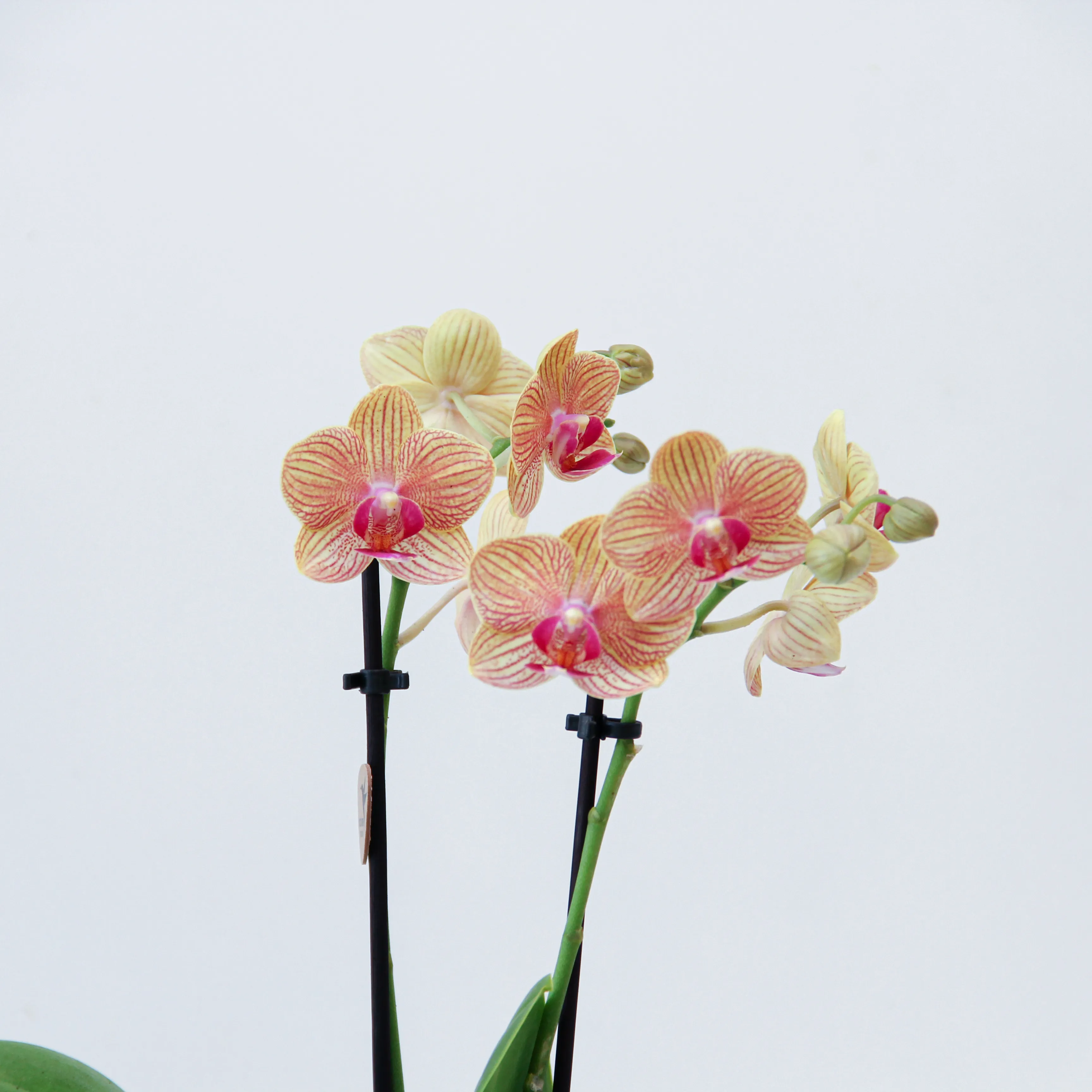 Phalaenop Plant Gift 02 - Image 2