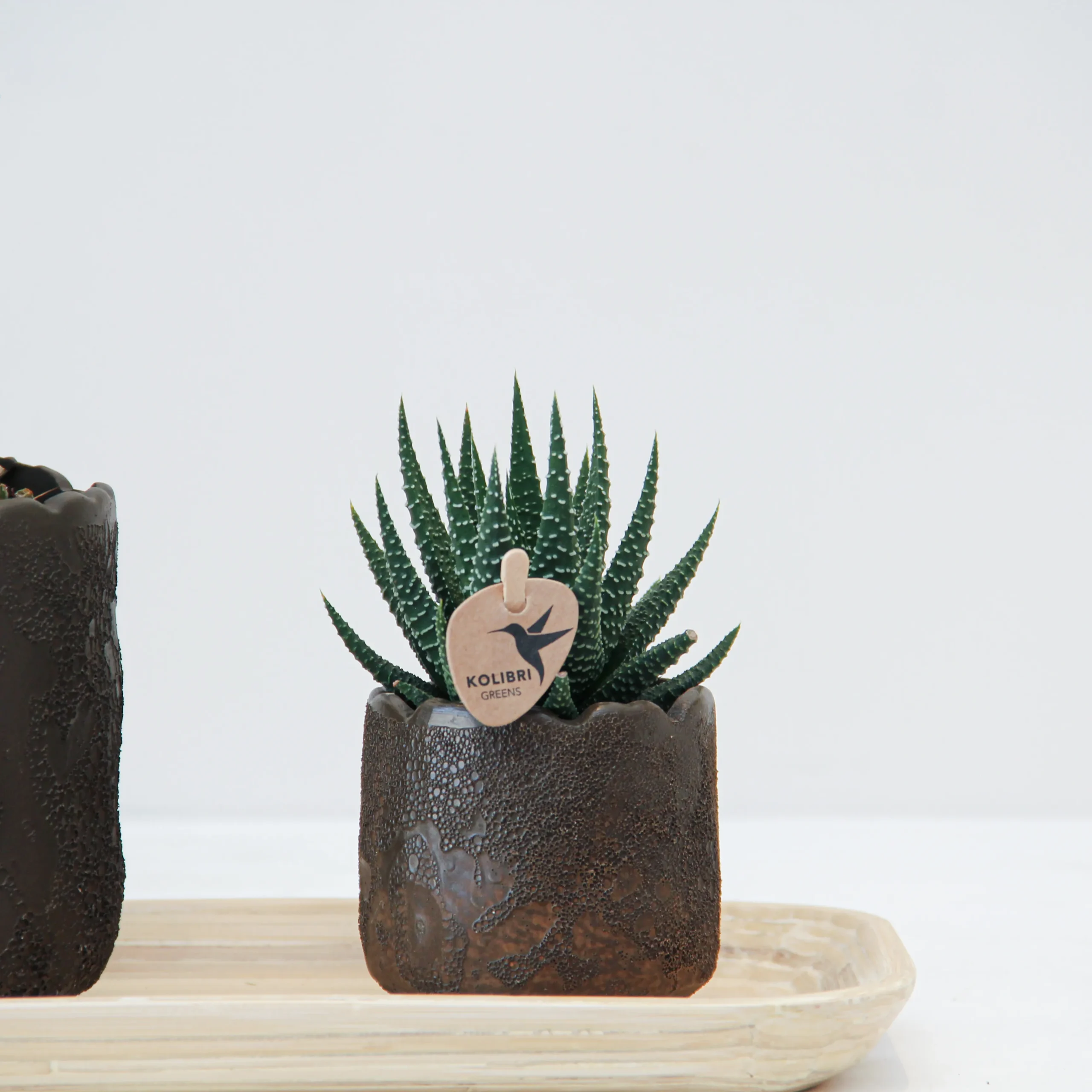 Phalaenop Plant Gift 02 - Image 3