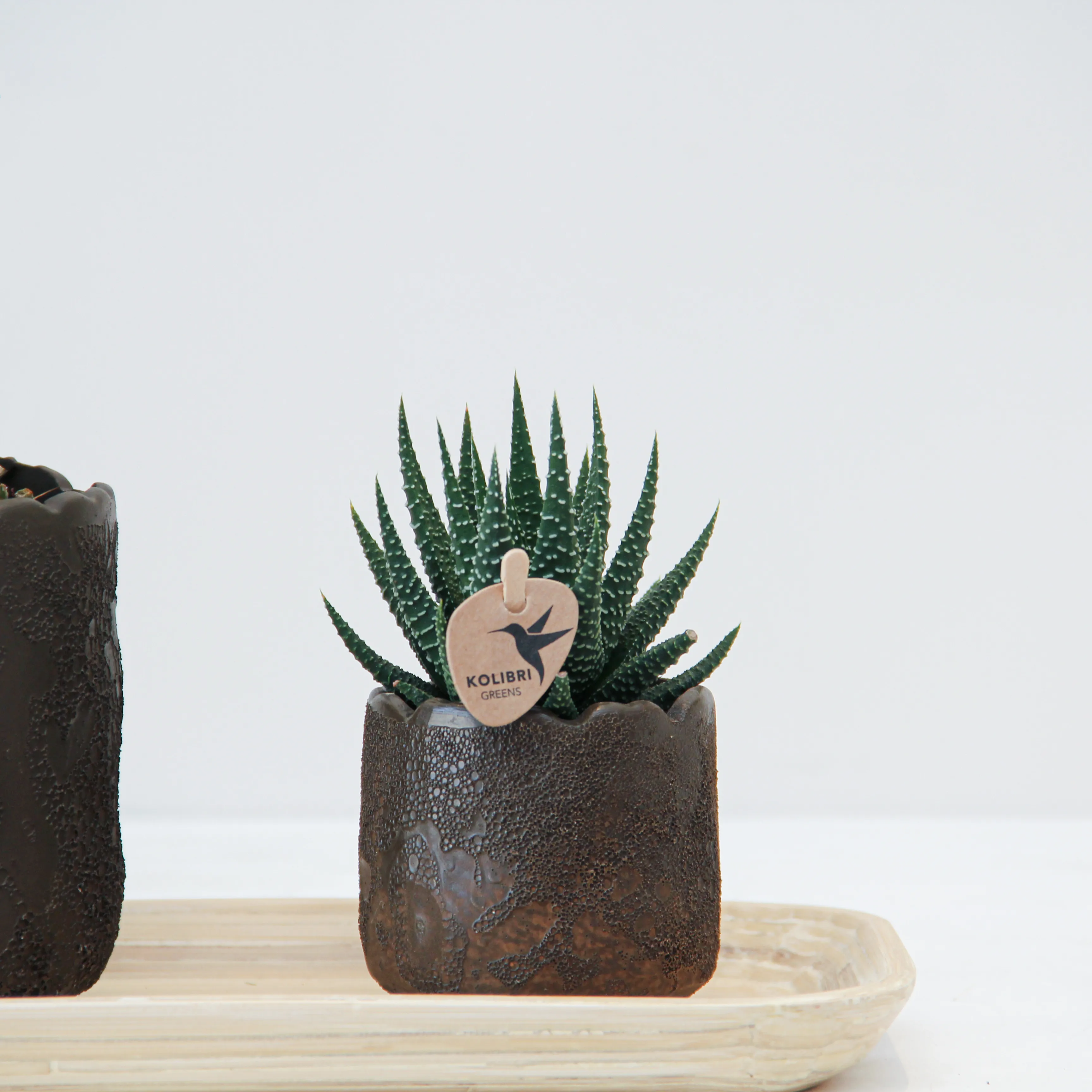 Phalaenop Plant Gift 02 - Image 3