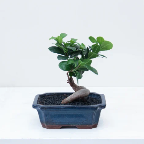 Bonsai Ficus Plant 01