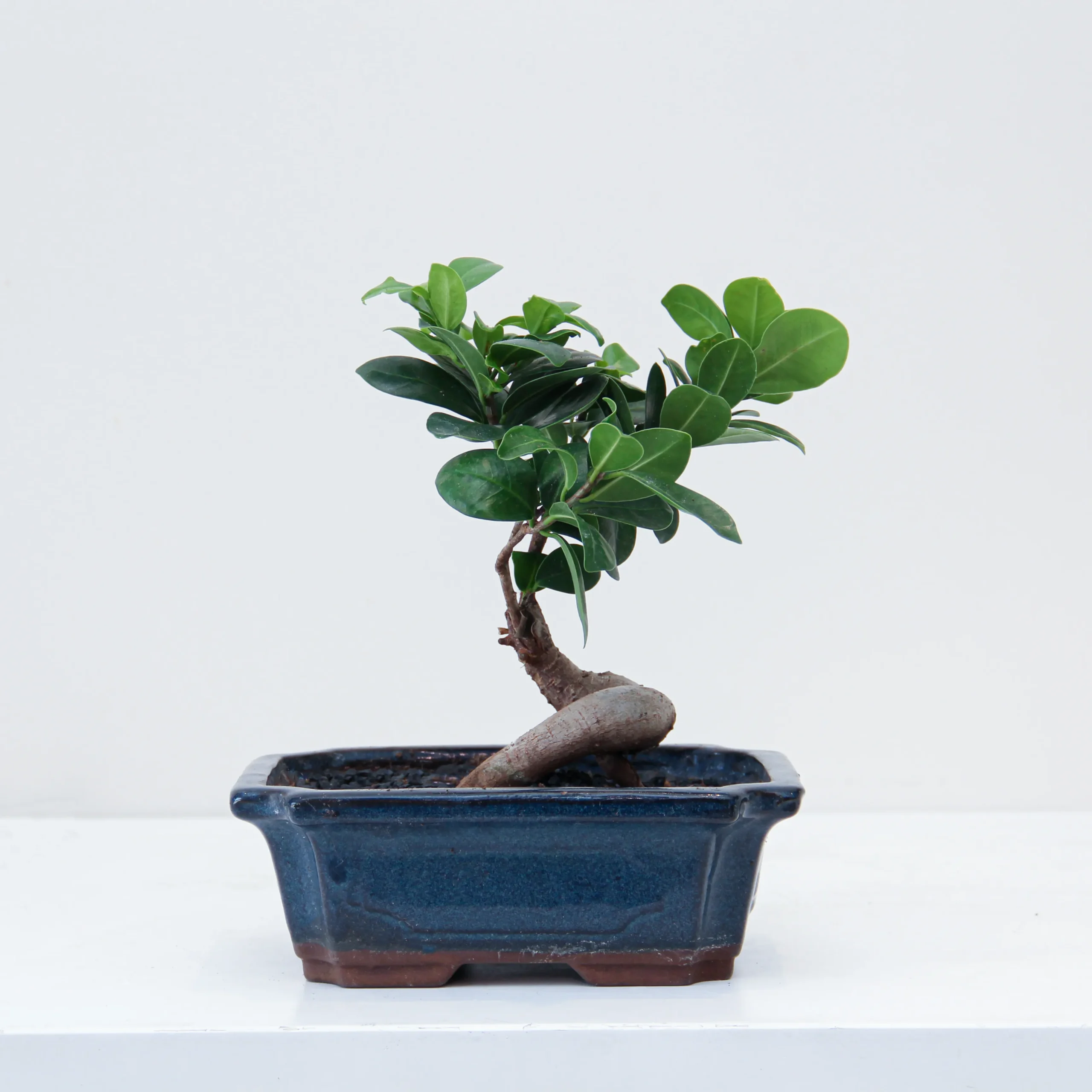 Bonsai Ficus Plant 01 - Image 2