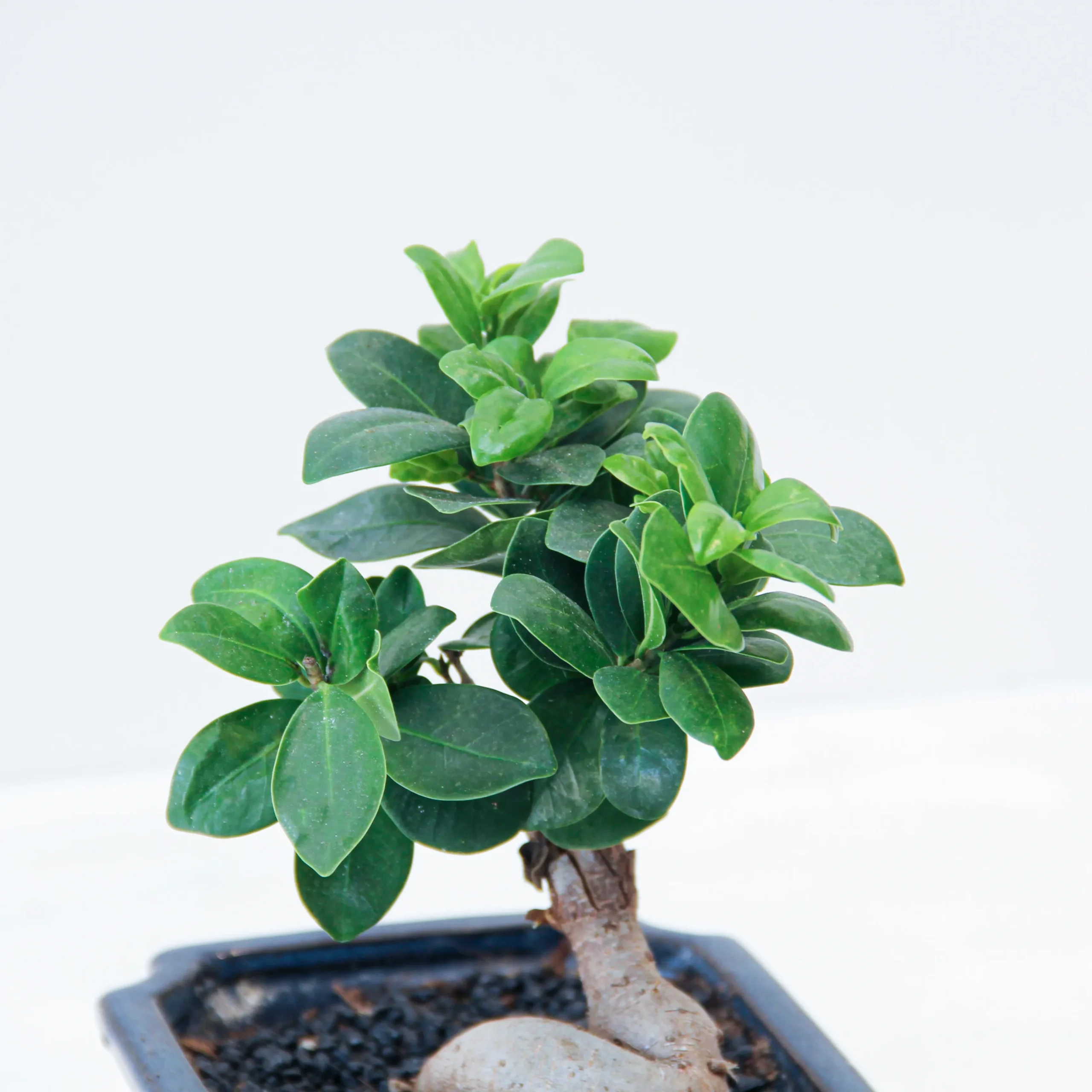 Bonsai Ficus Plant 01 - Image 3