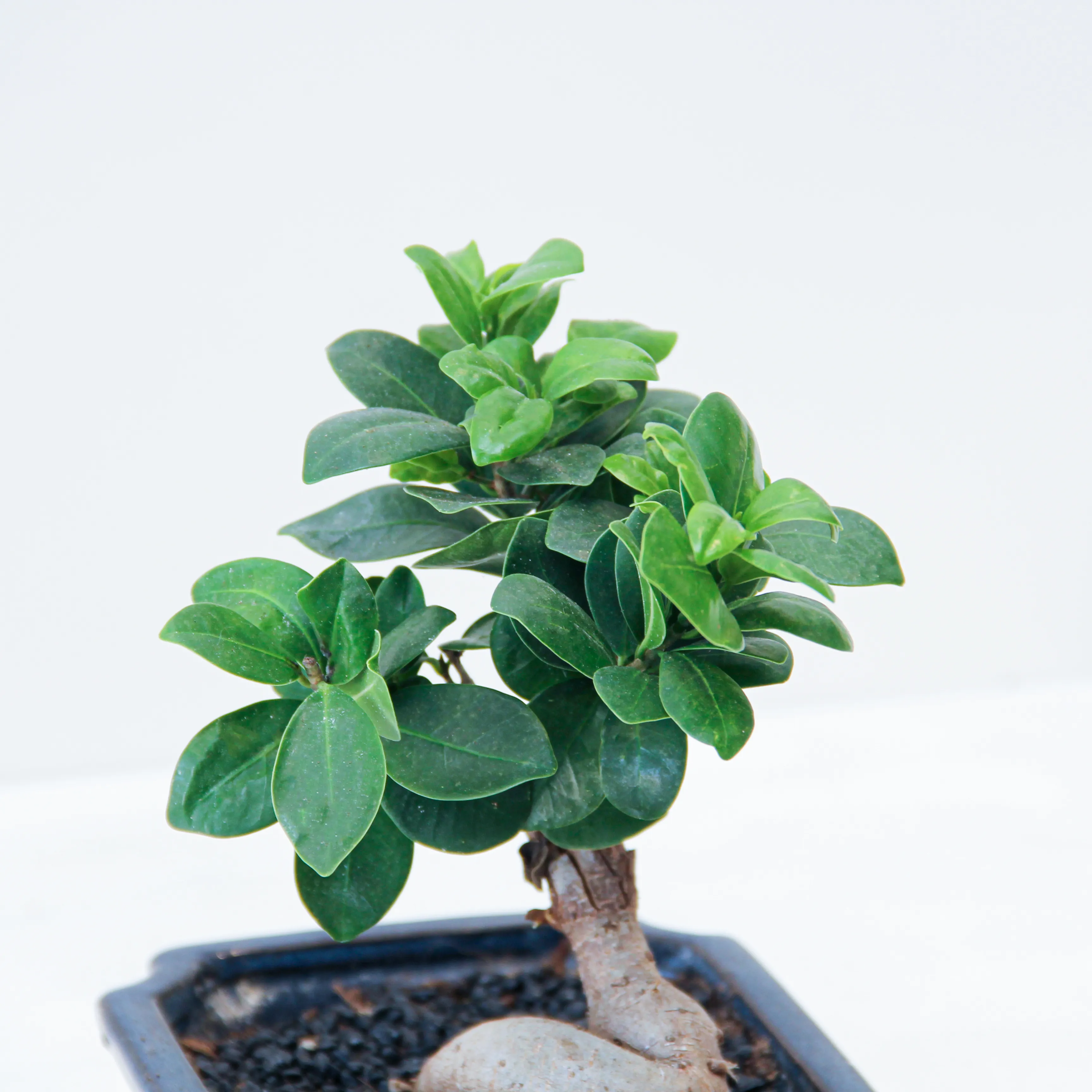 Bonsai Ficus Plant 01 - Image 3