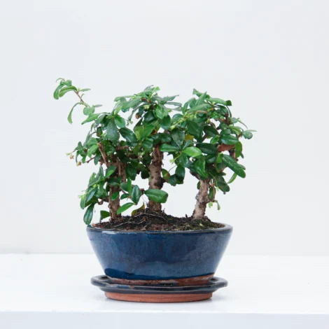 Carmona Bonsai Plant 01