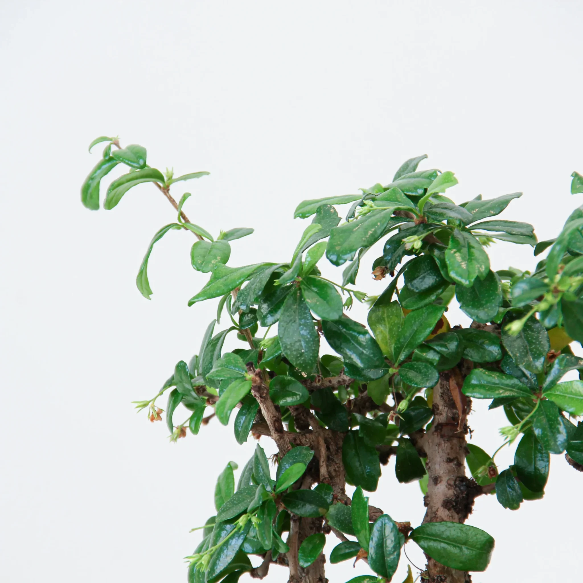 Carmona Bonsai Plant 01