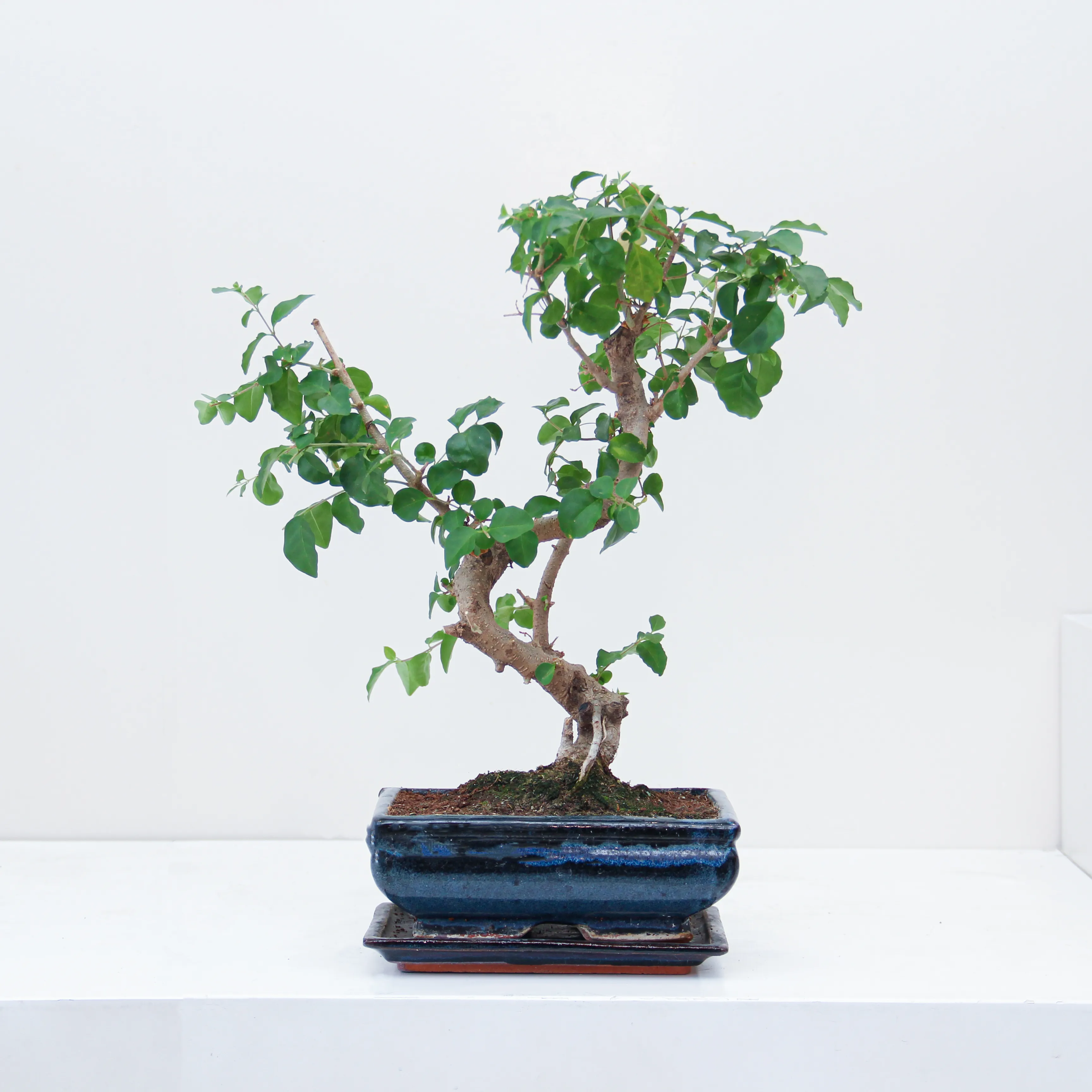 riviera-plants-indoor-online P50.1 Carmona Bonsai Plant 02