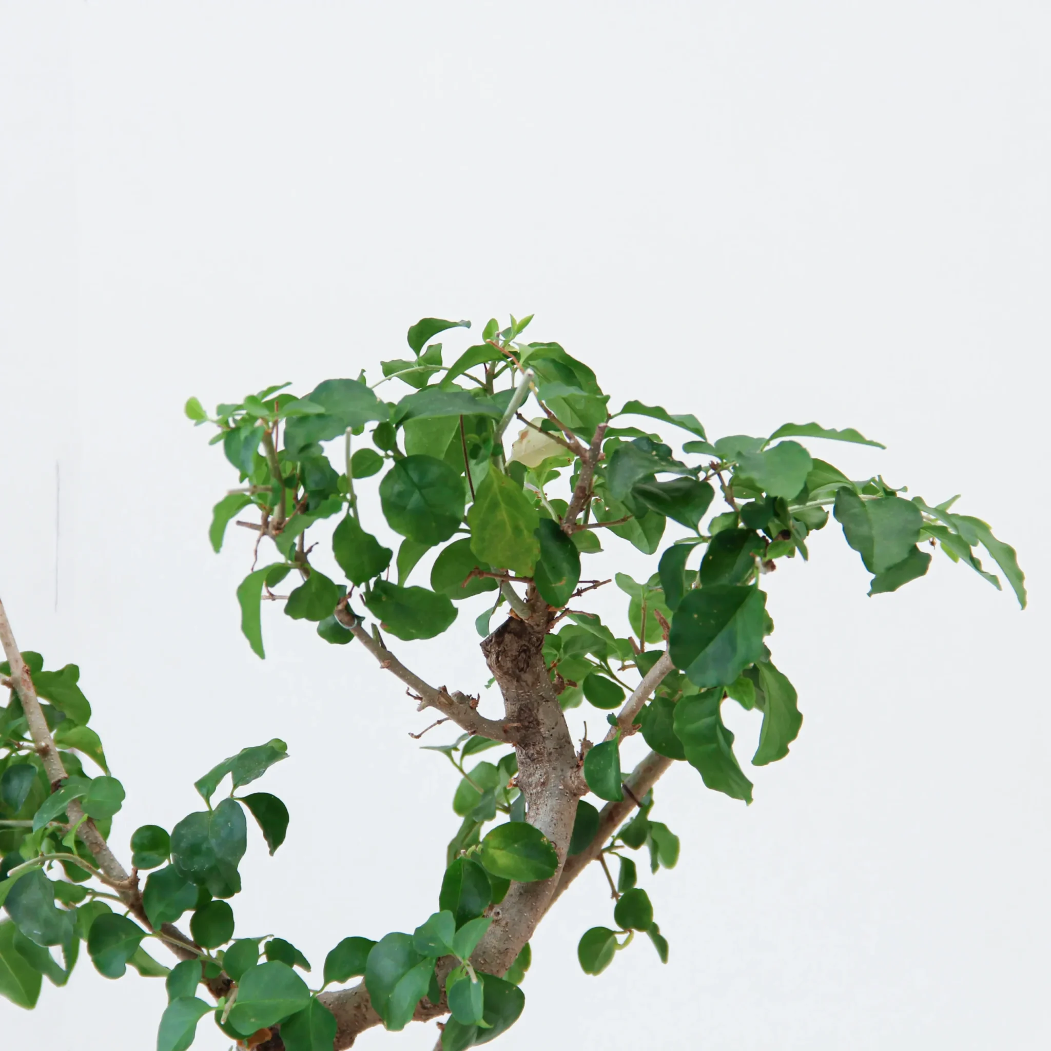 Carmona Bonsai Plant 02