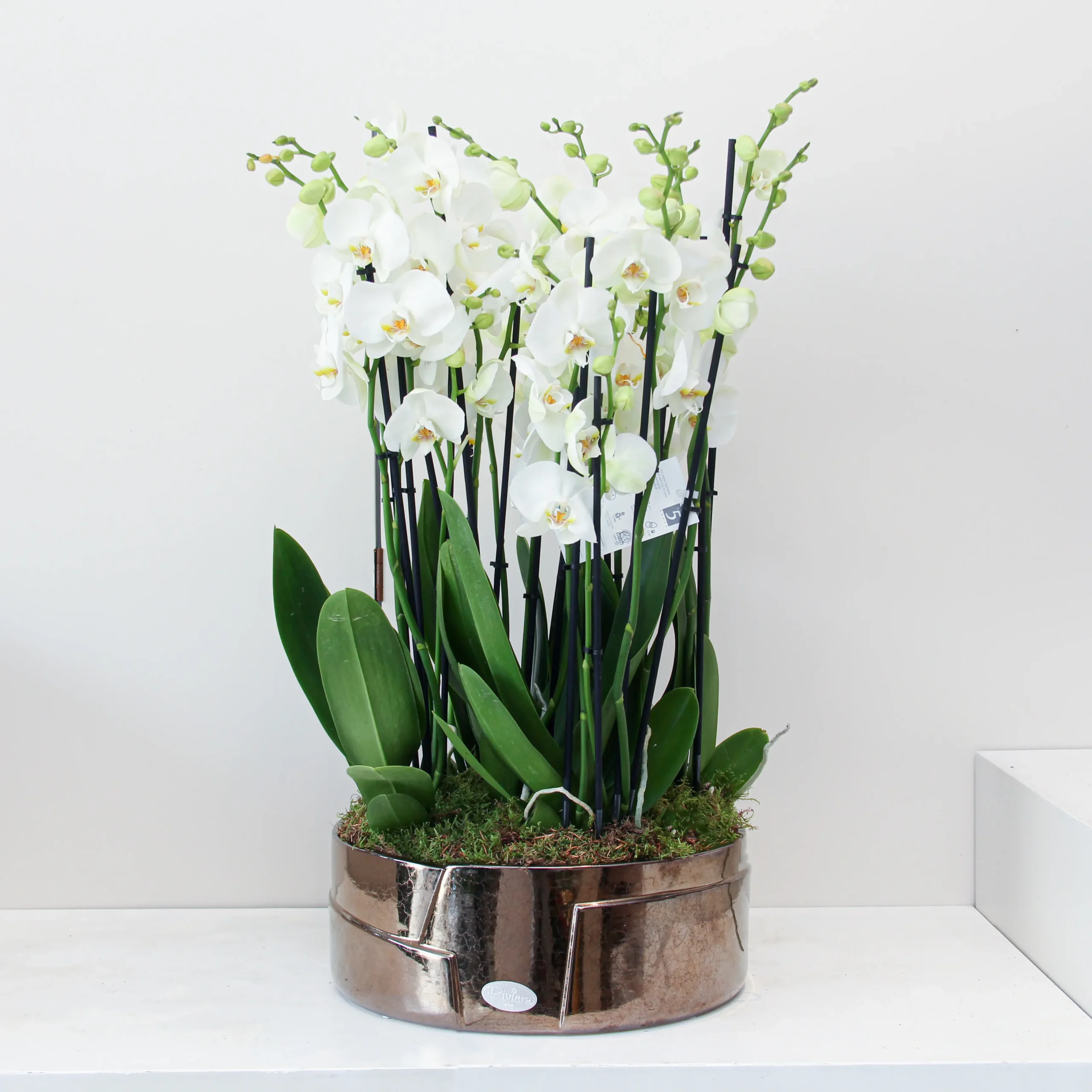 Phalaenopsis Plant 02 - Image 1