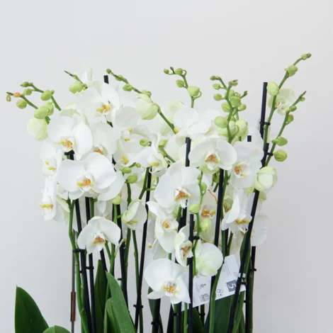 Phalaenopsis Plant 02 - Image 2