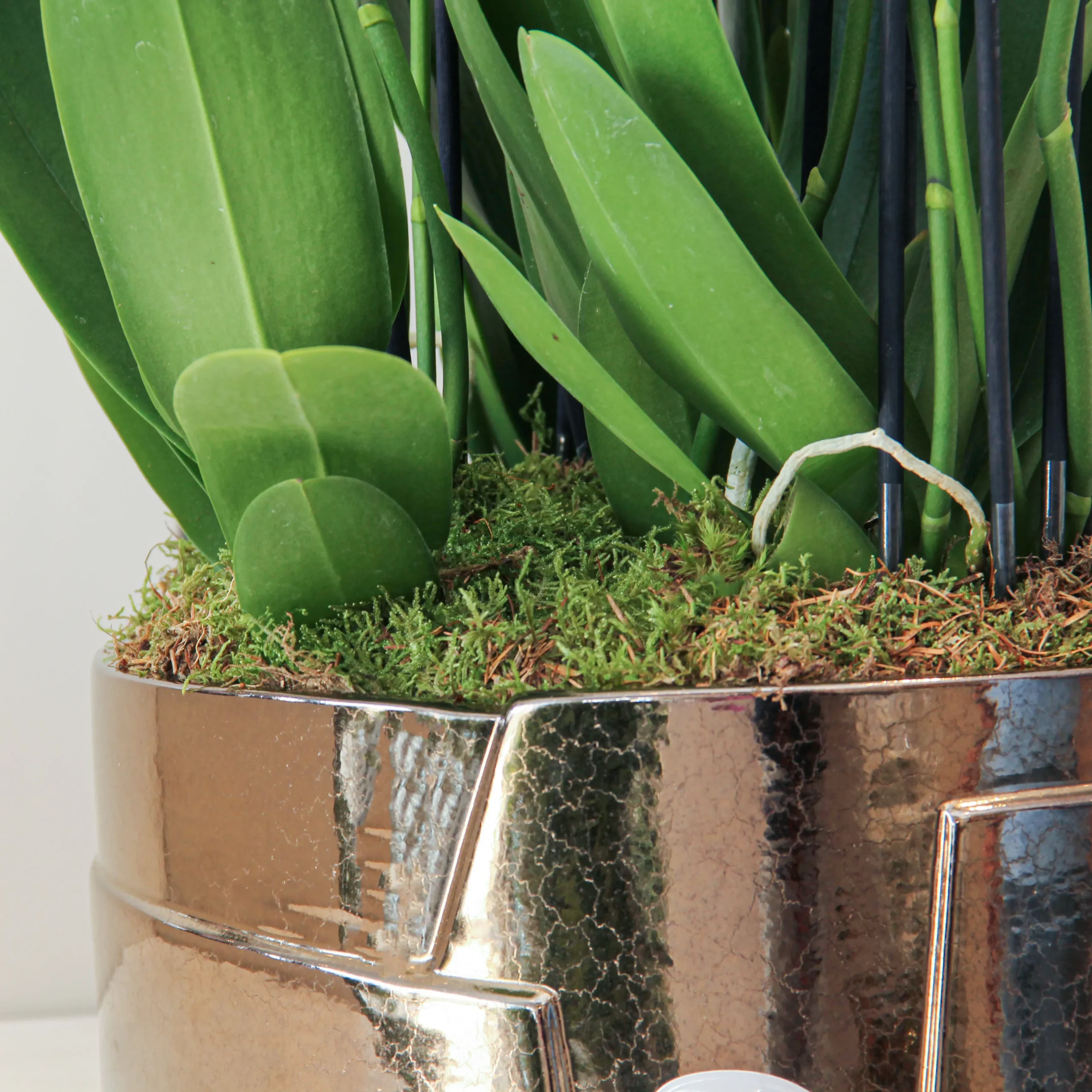 Phalaenopsis Plant 02 - Image 3