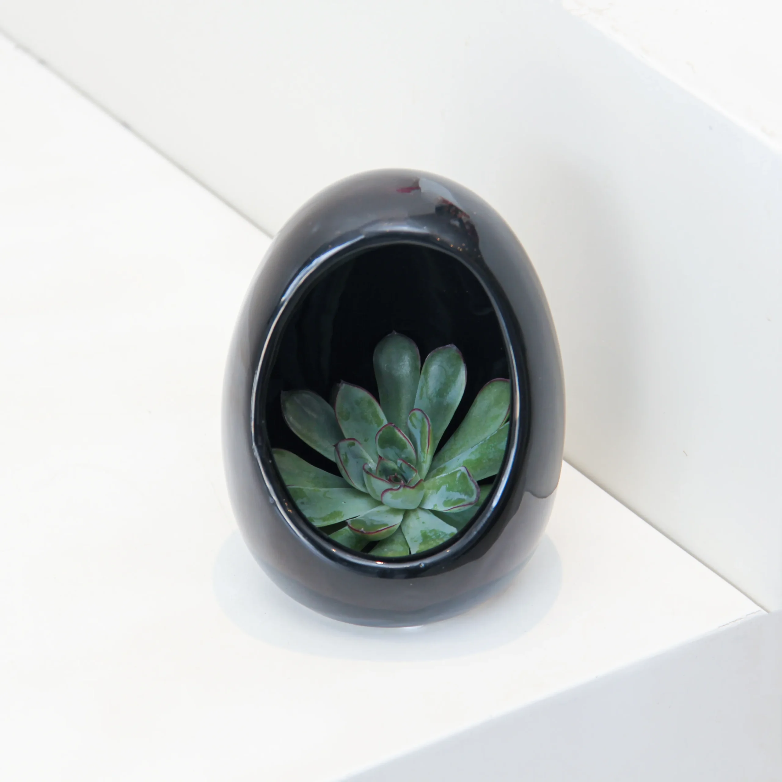 Echeveria Plant Egg Shape - Image 3