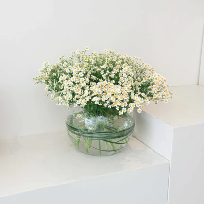 Daisy