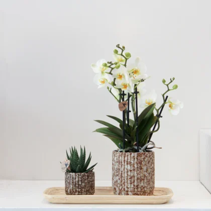 Phalaenop Plant Gift 01