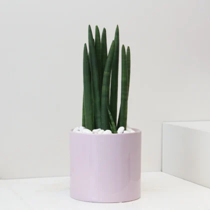 Sansevieria Mikado 01