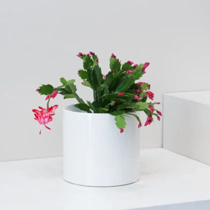 Schlumbergera Plant 02