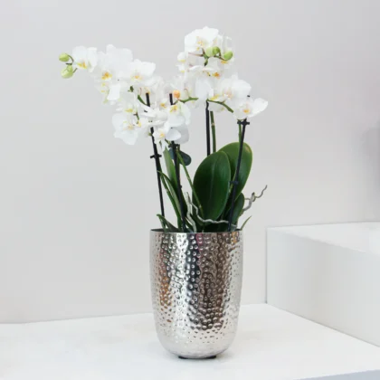 Phalaenopsis Plant 01