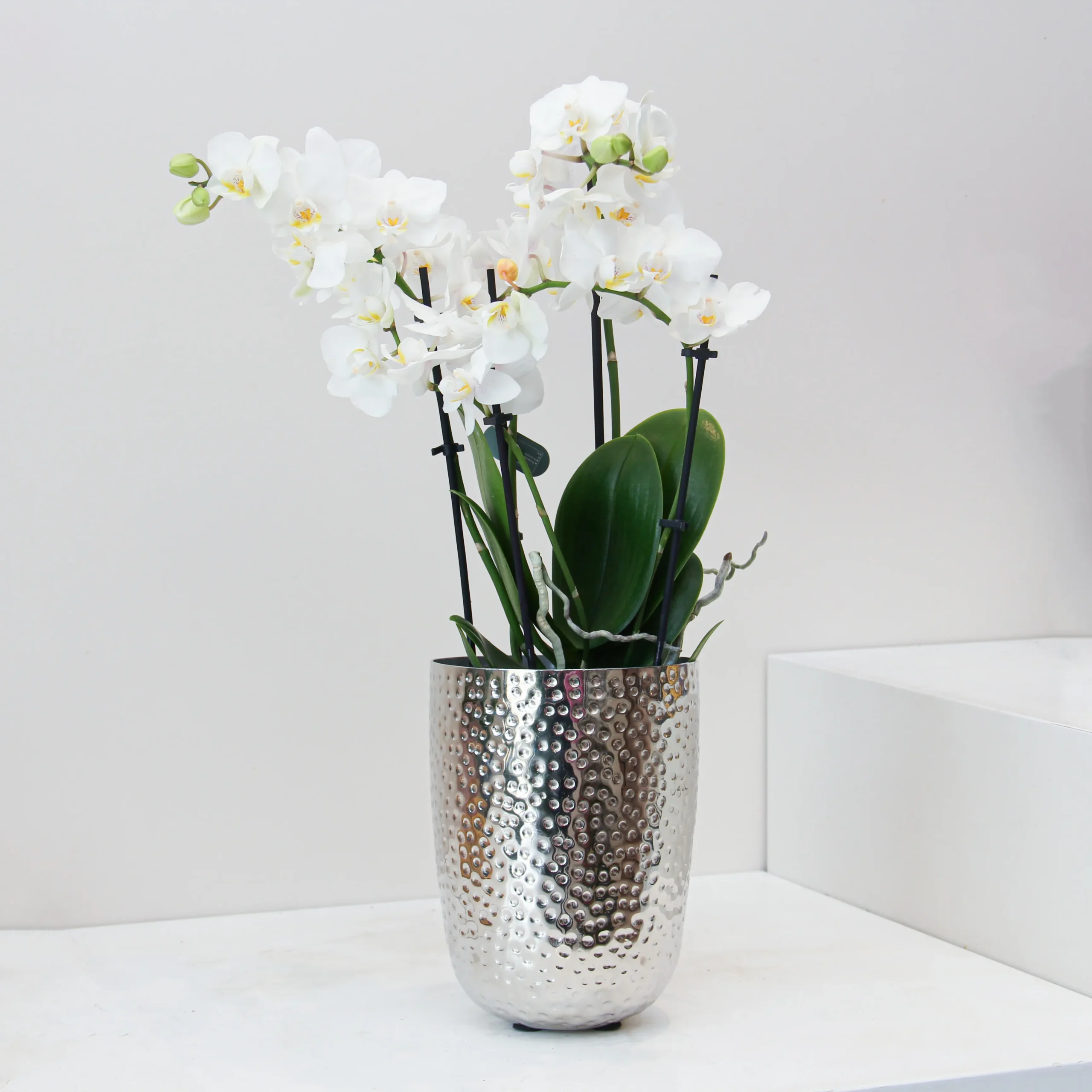 Phalaenopsis Plant 01