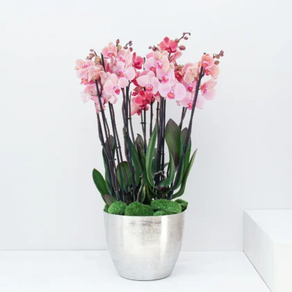 Phalaenopsis Plant 03