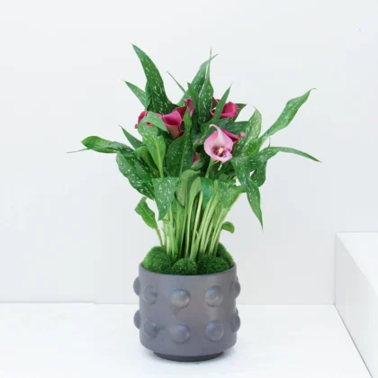 Zantedeschia Plant 01