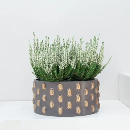Calluna Vulgaris Plant 02