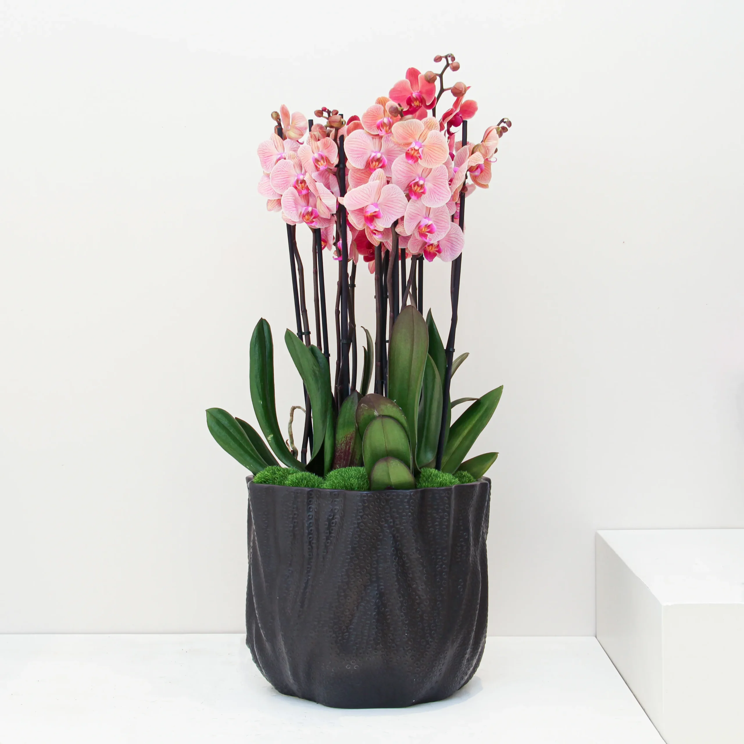 Phalaenopsis Plant 04