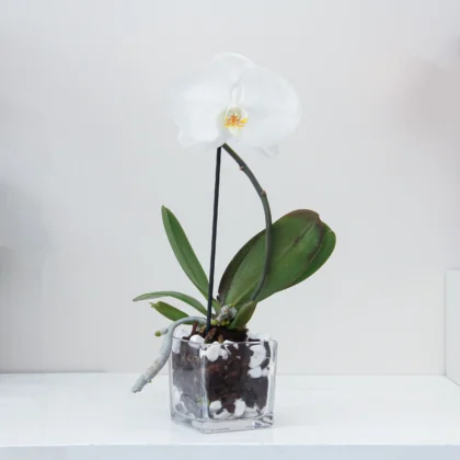 Phalaenopsis Plant 05