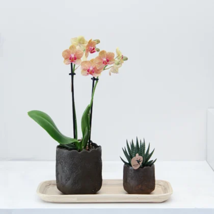 Phalaenop Plant Gift 02