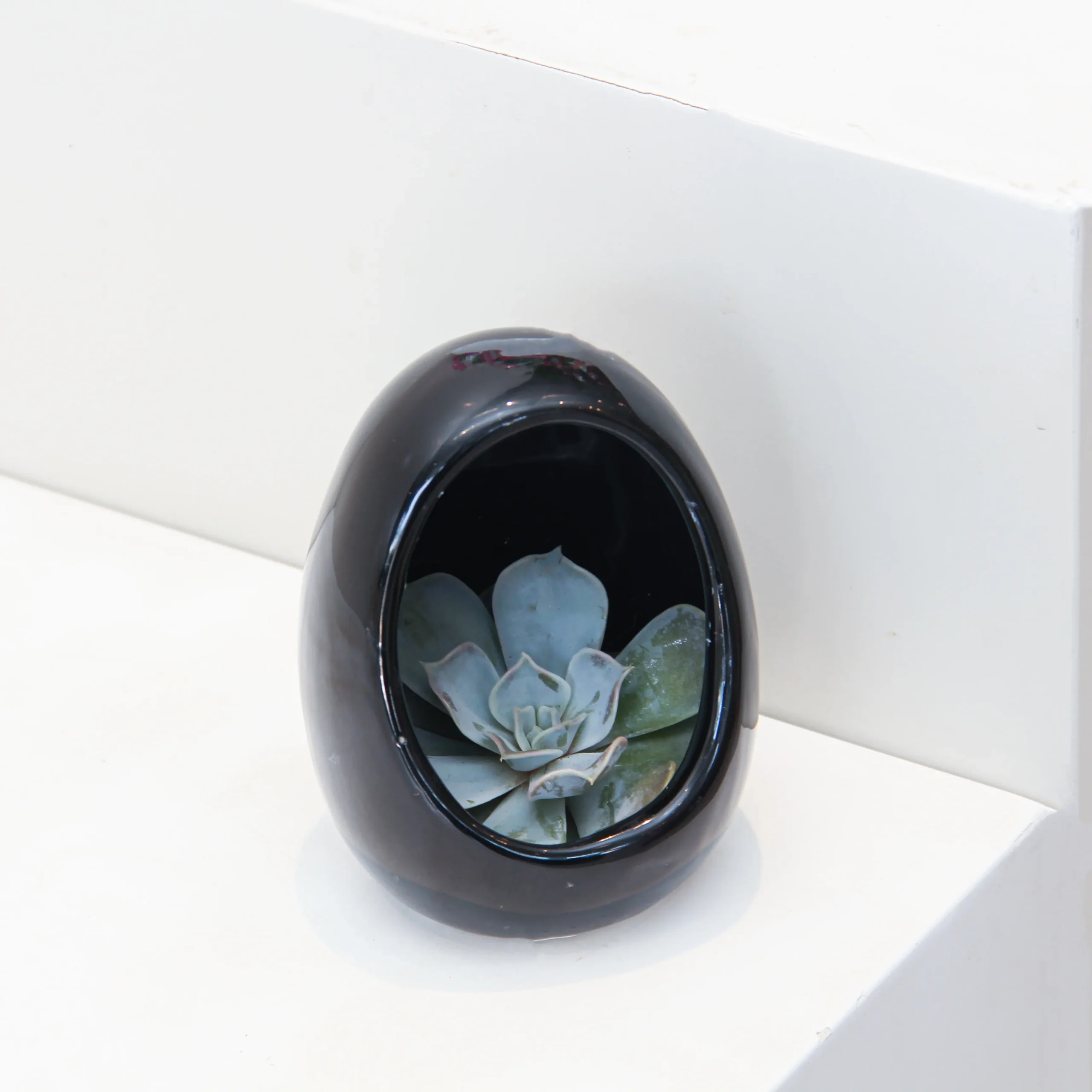 Echeveria Plant Egg Shape 02