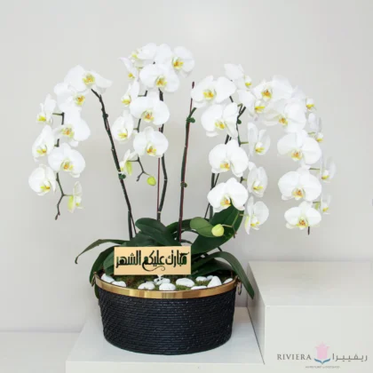 Fiza