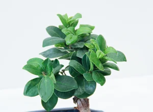 riviera-plants-indoor-online-P48.3-scaled-1.webp